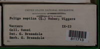 Fuligo septica image